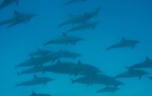 Safari St Johns - październik 2008