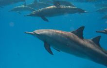 Safari St Johns - październik 2008