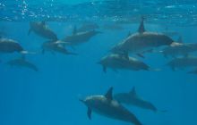 Safari St Johns - październik 2008