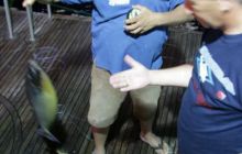 Safari Brothers Islands - maj 2009