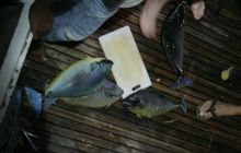 Safari Brothers Islands - maj 2009