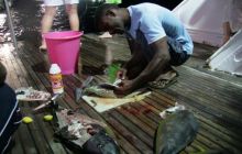 Safari Brothers Islands - maj 2009