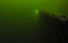 Delfin - marzec 2006