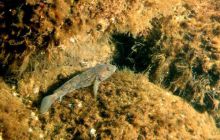 Torpedownia - czerwiec 2006