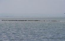 Kujawiak - lipiec 2007