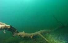 Jezioro Jasne - grudzień 2008