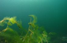 Jezioro Jasne - grudzień 2008