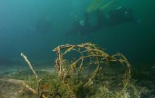 Jezioro Jasne - grudzień 2008