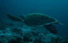 Malediwy - kwiecień 2005