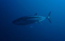 Malediwy - kwiecień 2005