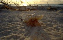 Malediwy - kwiecień 2005