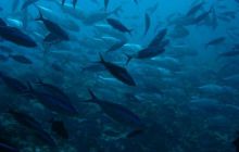 Malediwy - kwiecień 2005