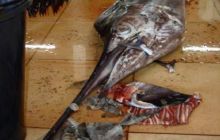 Malediwy - kwiecień 2005