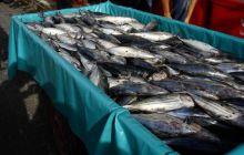 Malediwy - kwiecień 2005