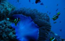 Malediwy - kwiecień 2005