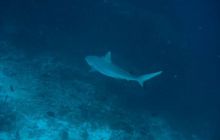 Malediwy - kwiecień 2005