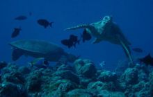 Malediwy - kwiecień 2005