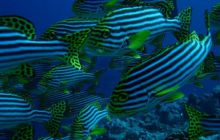 Malediwy - kwiecień 2005