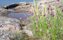 Alandy - czerwiec 2005