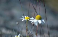 Alandy - czerwiec 2005