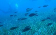 Hvar - czerwiec 2005