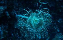 Hvar - czerwiec 2005