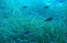 Hvar - czerwiec 2005