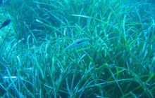 Hvar - czerwiec 2005