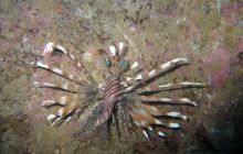 Safari północ morza czerwonego - wrzesien 2005