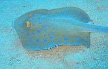 Safari północ morza czerwonego - wrzesien 2005