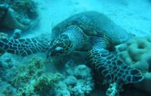 Safari północ morza czerwonego - wrzesien 2005