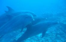 Safari północ morza czerwonego - wrzesien 2005