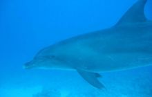 Safari północ morza czerwonego - wrzesien 2005