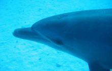 Safari północ morza czerwonego - wrzesien 2005