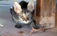 Sharm El Sheikh - wrzesień 2005