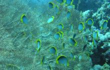 Sharm El Sheikh - wrzesień 2005