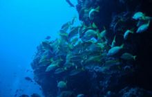 Malediwy - grudzień 2005