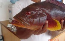 Malediwy - grudzień 2005