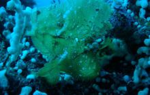 Malediwy - grudzień 2005