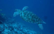 Malediwy - grudzień 2005