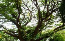 Malediwy - grudzień 2005