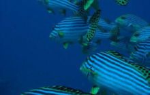 Malediwy - grudzień 2005