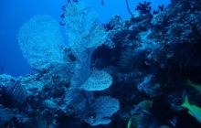 Malediwy - grudzień 2005