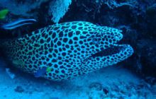 Malediwy - grudzień 2005