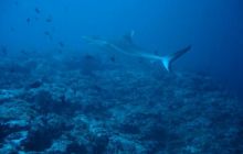 Malediwy - grudzień 2005