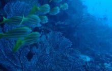 Malediwy - grudzień 2005