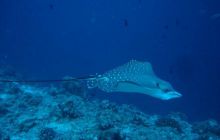 Malediwy - grudzień 2005