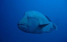 Malediwy - grudzień 2005