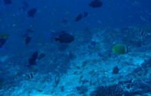 Malediwy - grudzień 2005