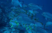 Malediwy - grudzień 2005